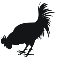 rooster