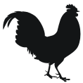 rooster