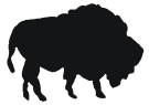 buffalo