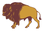 buffalo