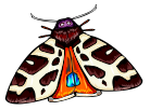 moth