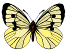 butterfly