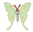 luna moth