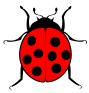 ladybug