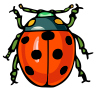 ladybug