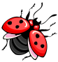 ladybug