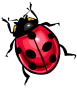 ladybugs