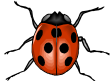 ladybug