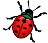 ladybug