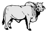 bull