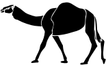 camel