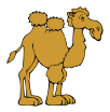 camel