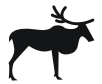 rein deer