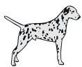 dalmatian