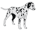 Dalmatian