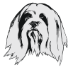 Lhasa Apso