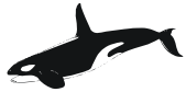 killer whale