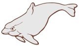 dolphin