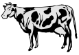 cow