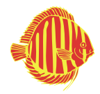 butterfly fish