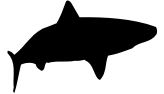 shark