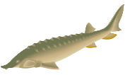 sturgeon