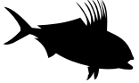 rooster fish