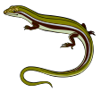 salamander