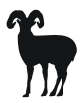 bighorned sheep