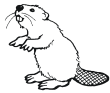 beaver