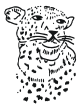 cheetah