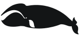 right whale