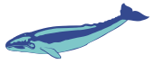 blue whale