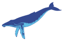 humpbacked whale