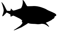 shark