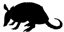 armadilo