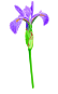 blue flag iris