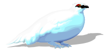 Ptarmigan