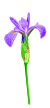 Blue Flag Iris