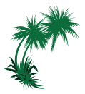 palm trees