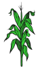 corn stalk